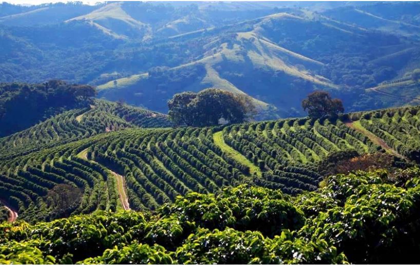 Cultura do Café Brasileiro